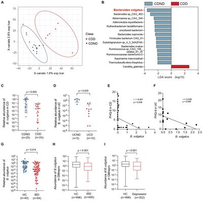 Bacteroides vulgatus alleviates dextran sodium sulfate-induced colitis and depression-like behaviour by facilitating gut-brain axis balance